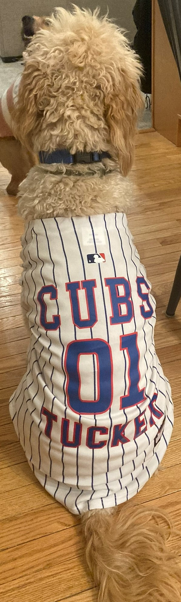 custom pet jersey